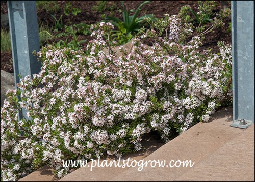 Daphne Carol Mackie (Daphne x burkwoodi)